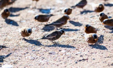 Black Rosy-Finch (Leucosticte atrata) in Winter on the Plains of Colorado