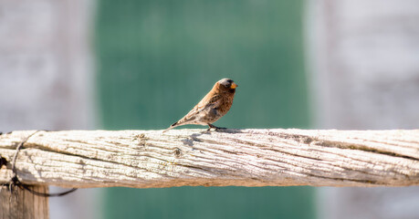 Gray-crowned Rosy-Finch (Leucosticte tephrocotis) in Winter on the Plains of Colorado