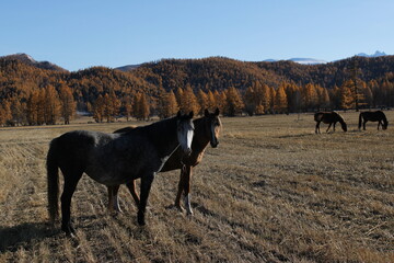 Horses grazing in a meadow in autumn among the mountains.