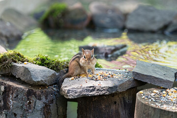 Chipmunk with mouth full of food