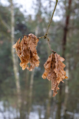 Brązowe liście dębowe (Quercus L.) zimą, wiszące na gałązce w lesie. © Krzysztof
