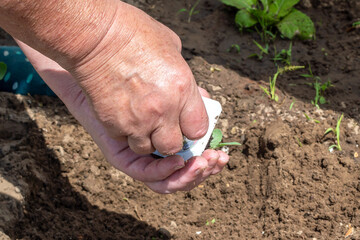The hands of a senior woman are planting cabbage seedlings in the garden from a small container. Planting a vegetable garden