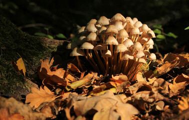There are many toadstools in the forest.
