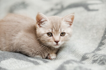 Cute little kitten. scottish straight on the grey woolen plaid.