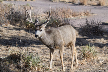 Colorado Wildlife. Wild Deer on the High Plains of Colorado. Mule Deer Buck.