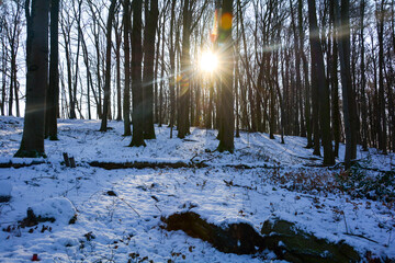 Shining sun in the forest with snow