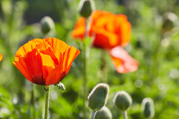 Macro photo nature flowers blooming poppies. Background texture of red poppies flowers.