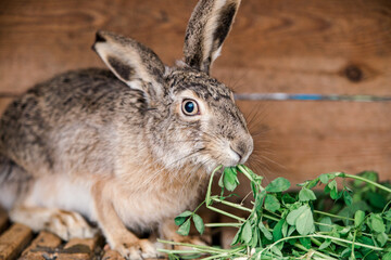 domesticated wild hare in a cage eats grass. rabbit cage. feeding rabbits.
