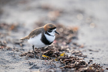 The two-banded plover (Charadrius falklandicus)
