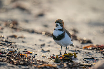 The two-banded plover (Charadrius falklandicus)