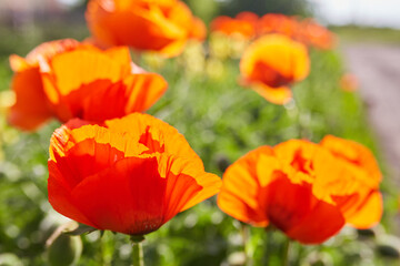 Flower poppy flowering on background poppies flowers.