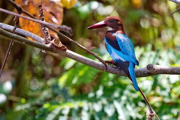 The beautiful white-throated kingfisher bird (Halcyon smyrnensis)