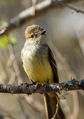 The Galapagos flycatcher, myriarchus magnirostris in Santa Cruz. Also known as the large-billed flycatcher is endemic to the Galápagos Islands.