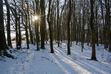 Morning sun in the forest with snow