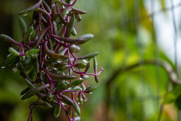 Jardim na chuva