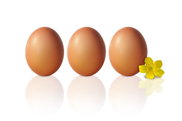Braune Bio Eier