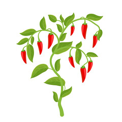 Spicy chili pepper vegetable bush plant. Red ripe fruit harvest. Capsicum annuum fruits. The spiciest. Vector Illustration.
