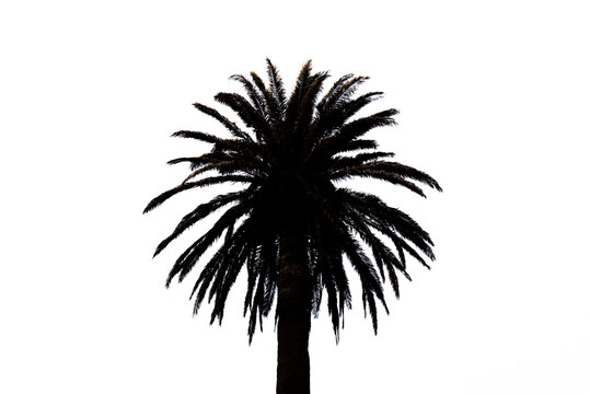 black and white symmetrical palm tree background