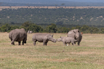small family group of white Rhinos in the Maasai mara