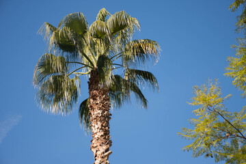 Fototapeta premium palm trees against blue sky