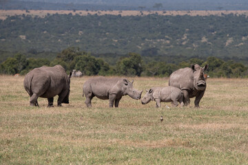 Fototapeta premium mother and baby calf family of white rhinos