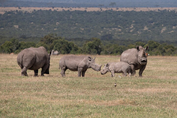 mother and baby calf family of white rhinos