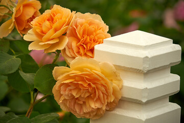 Rosen romantisch