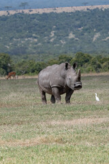 white rhino in the wild