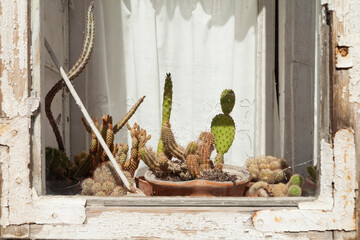 An old window with peeling paint reveals some small cacti in the sun in their tiny pots. Castle District, on the Buda side.