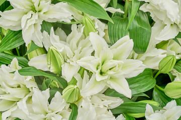 Lilie weiss © julian