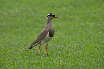 Crowned lapwing (Vanellus coronatus), Fochville, Gauteng, South Africa.