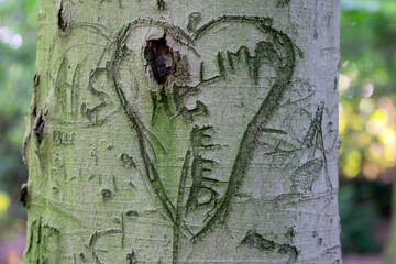 Close Up Of A Heart Carved In A Tree At Amsterdam The Netherlands 26-6-2020