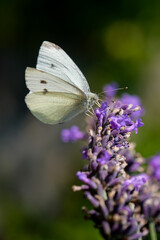 Butterfly on lavender in the summer