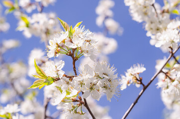 Blooming branches of cherry on a background of blue sky