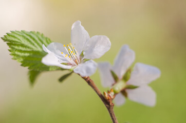 Greeting card background, cherry flowers on blue background with copy space with selective focus