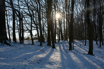 Early morning sun in the forest with snow