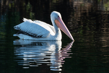 Right side profile of large White Pelican floats on the pond water surface with reflection with bill slightly submerged in the lagoon.