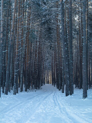winter snow-covered forest road in a pine forest. Frosty winter morning in December