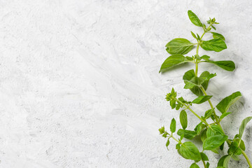 Sprigs of green fresh basil on a light textured background with copy space