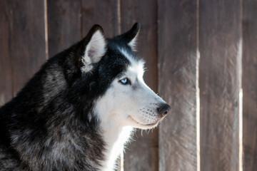 Adorable calm siberian husky dog with blue eyes