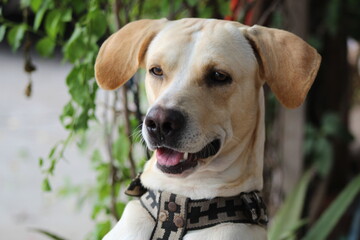 Perro Labrador