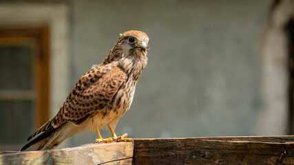 Common kestrel(Falco tinnunculus)sitting on a wooden railing in summer