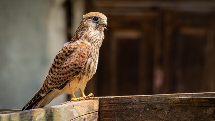Common kestrel(Falco tinnunculus)sitting on a wooden railing in summer
