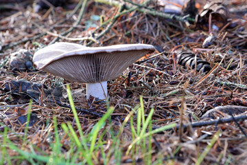 Fototapeta premium Palespore Mushroom 06