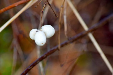 Snow Berry Trio 02