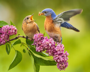 A male Eastern Bluebird feeds his mate in a springtime courting ritual.
