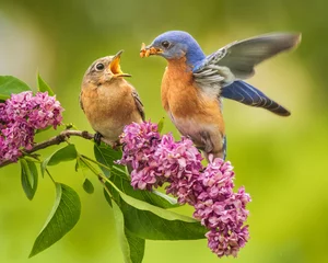 Foto op Canvas A male Eastern Bluebird feeds his mate in a springtime courting ritual. © Melody Mellinger