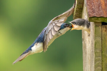 A male Tree Swallow brings an insect to feed one of his nestlings. © Melody Mellinger