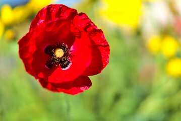 Obraz premium Amazing very bright autumnal macro view of single poppy flower growing in Marlay Park, Dublin, Ireland. Red and green colors. Soft and selective focus. Copy space. Poppy symbolism