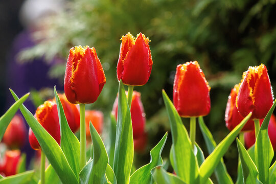 red tulips blooming in the garden. beautiful nature background in springtime on a sunny day. dew drop on the flowers